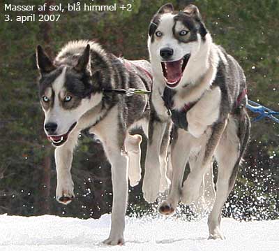 Frost 'n' fun Hugin & Her (Munin) ...et par lovende unghunde hos Ulvedalen