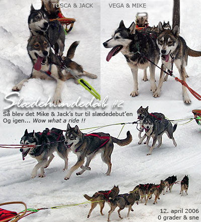 'Hvalpe'-spand #2:
LEAD Yukon & Vanja, TEAM Vega m/Mike, WHEEL: Tosca m/Jack ...to af vores fem 8 mdrs hvalpe p deres allerfrste sldetur!!