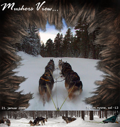 Vanja-Alaska/Fox-Yukon/Rocket-Amber