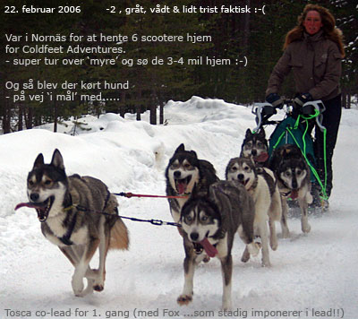 Lotte m/6'eren: Fox-Tosca, Rocket-Alaska, Amber-Luffe