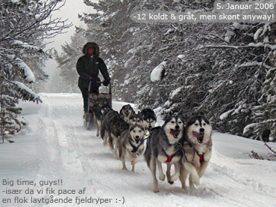 Lotte p supertur med 10-hundespand (Viljar-Vanja/Seri-Tosca/Fox-Alaska/Rocket-Yukon/Amber-Luffe)