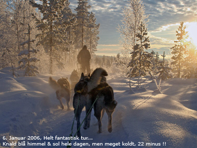 Vores super-8'er (Viljar-Fox/Vanja-Alaska/Yukon-Rocket/Luffe/Amber), samt fire spand fra Seth/Gittan's to 6- og to 4-hundespand...